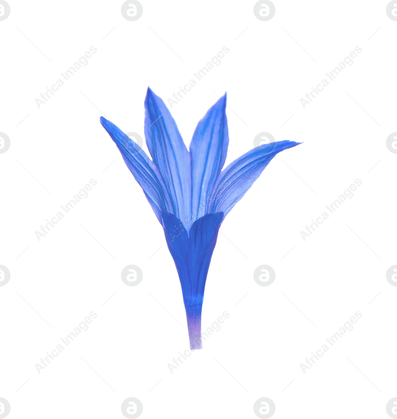 Photo of Beautiful light blue cornflower petal isolated on white