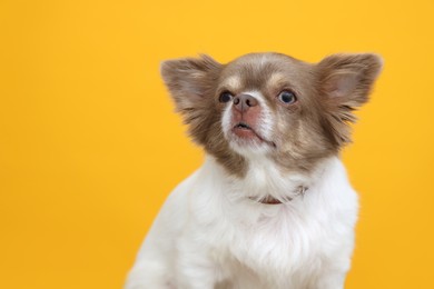 Photo of Adorable Chihuahua in dog collar on yellow background