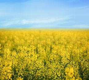 Field with blossoming flowers on spring morning