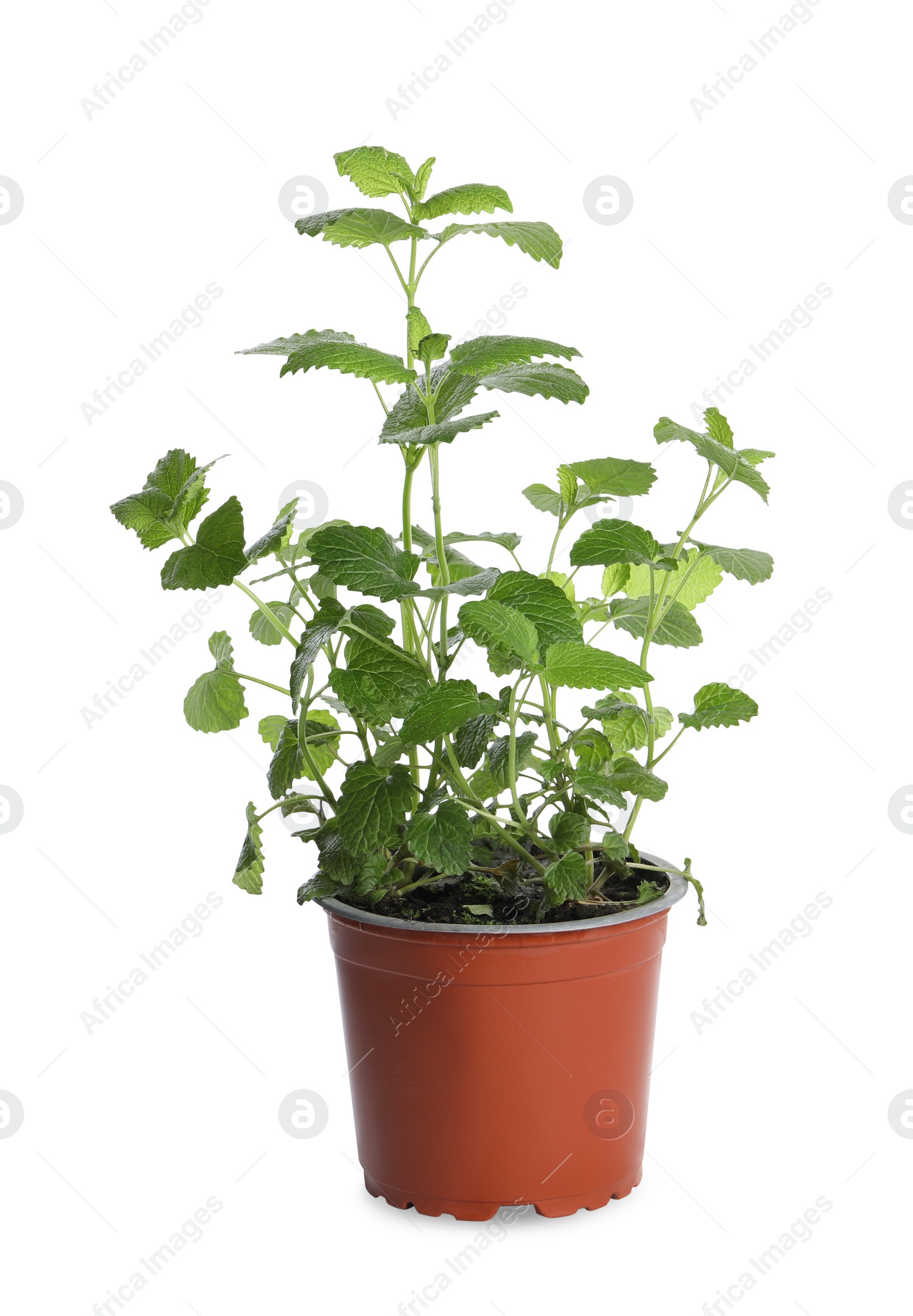 Photo of Aromatic green potted lemon balm plant isolated on white