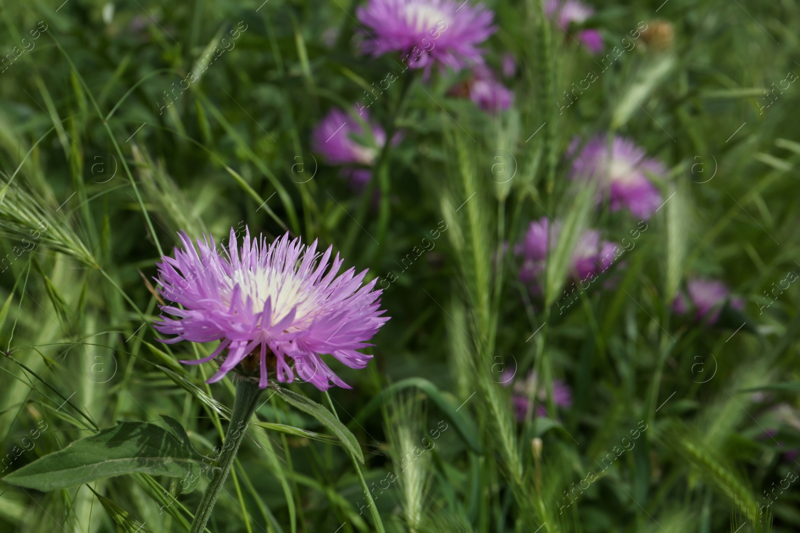 Photo of Beautiful violet cornflower growing in grass outdoors, closeup
