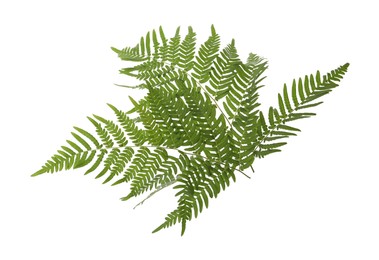 Photo of Beautiful tropical fern leaves on white background