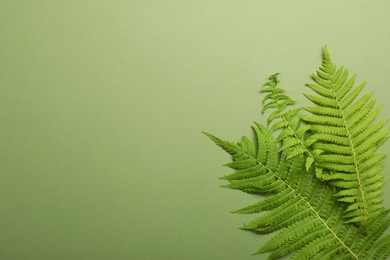 Photo of Beautiful tropical fern leaves on light green background, flat lay. Space for text