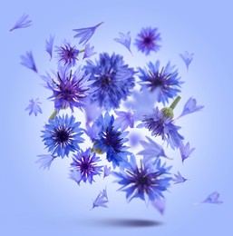 Bright cornflowers in air on light blue background