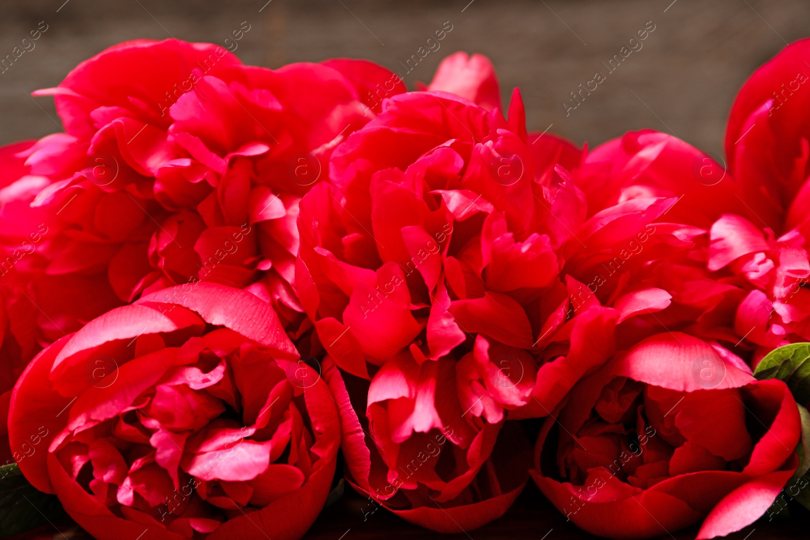 Photo of Beautiful blooming peony flowers on blurred background, closeup