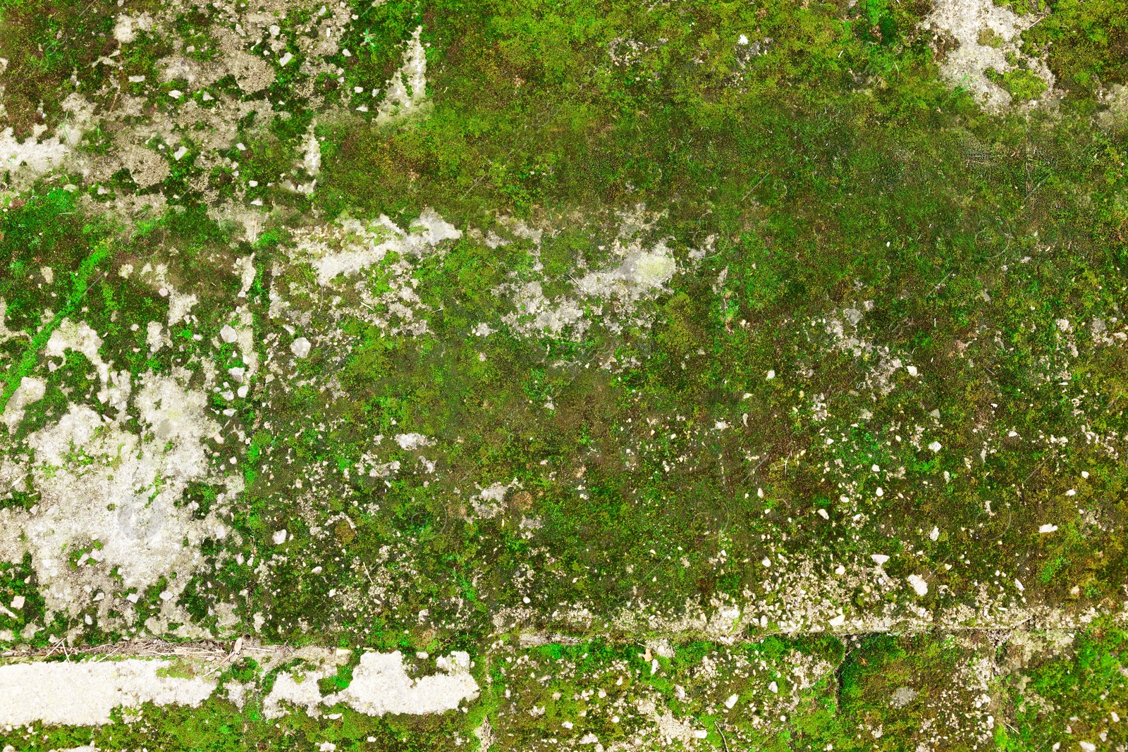 Photo of Textured surface with moss as background, top view