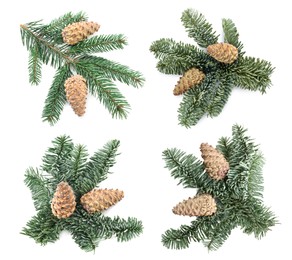 Image of Fir tree branches with cones on white background, collage