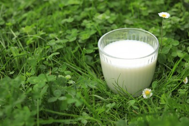 Photo of Glass with fresh milk on green grass outdoors, closeup. Space for text