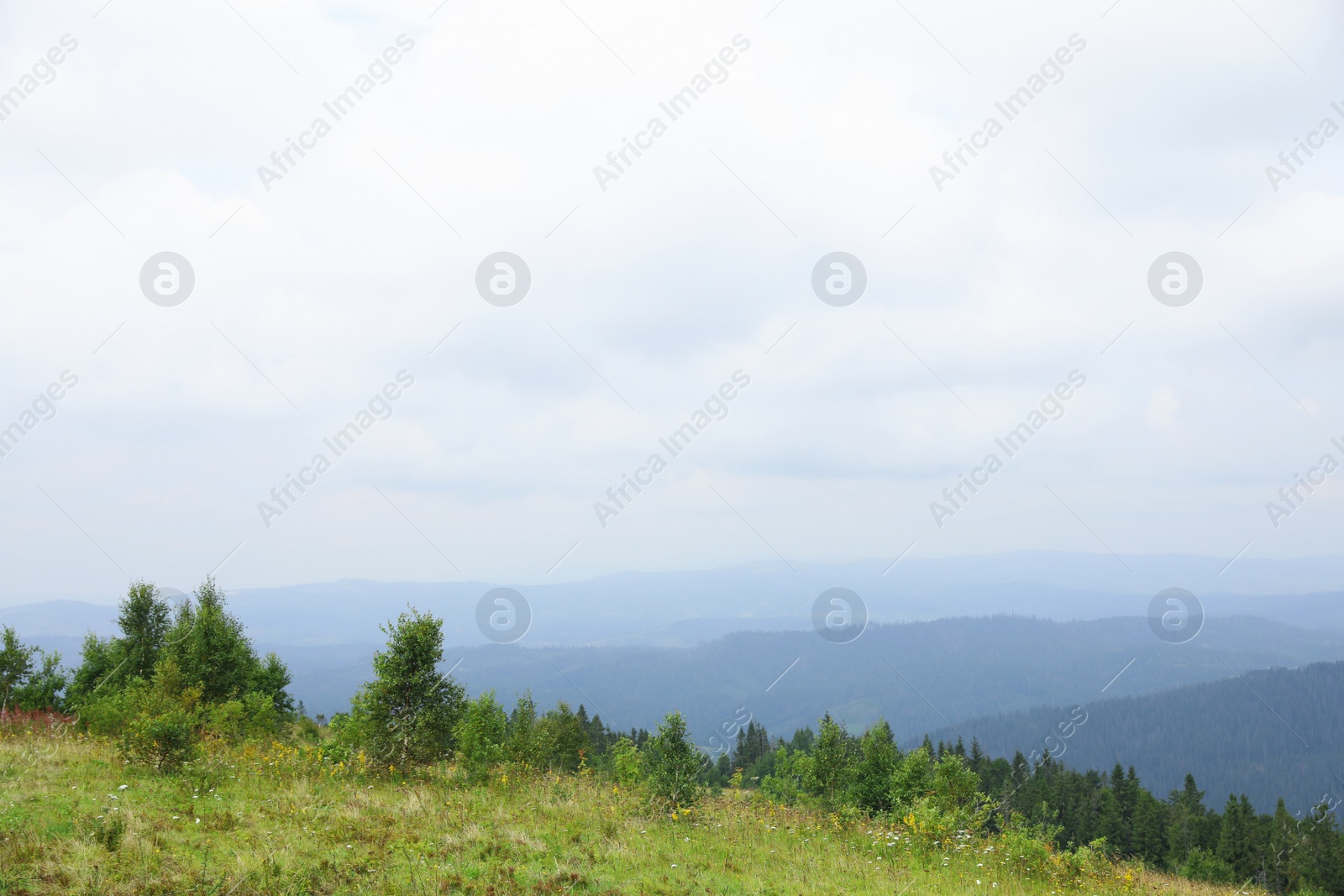 Photo of Picturesque landscape with mountain forest