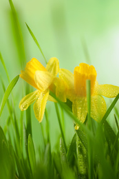 Photo of Spring green grass and bright daffodils with dew, closeup