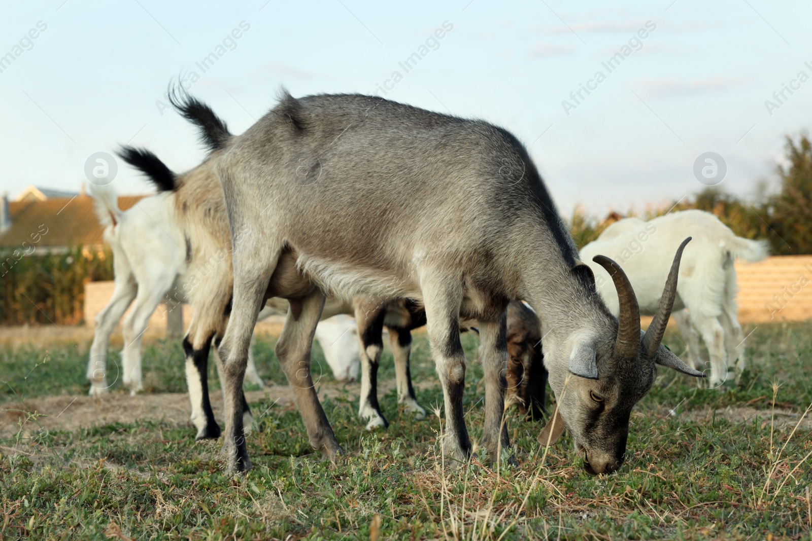 Photo of Goats on pasture at farm. Animal husbandry