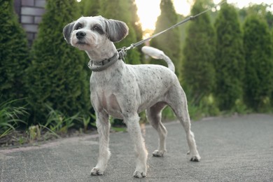 Cute dog with leash outdoors on spring day