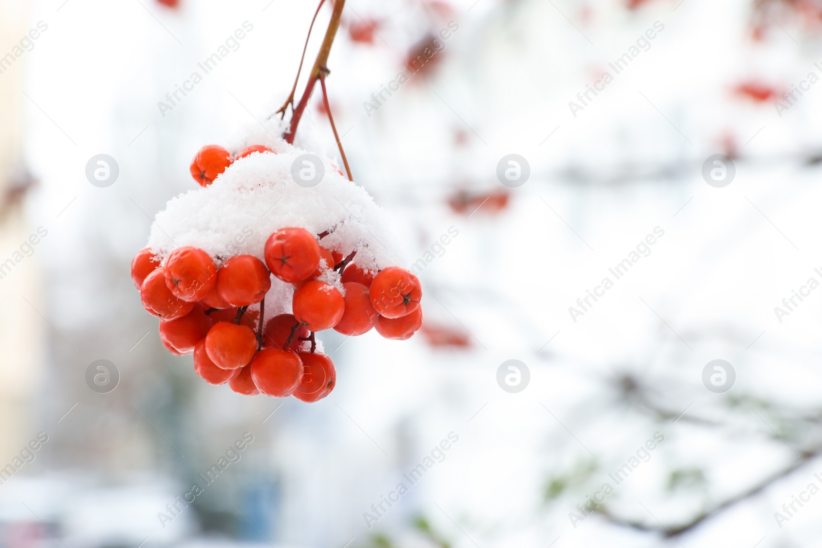 Photo of Berries on rowan tree branch covered with snow outdoors