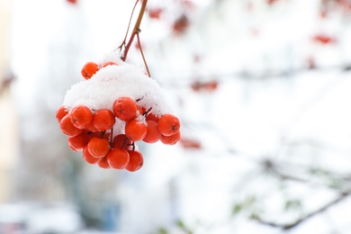 Photo of Berries on rowan tree branch covered with snow outdoors