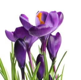 Photo of Beautiful spring crocus flowers on white background