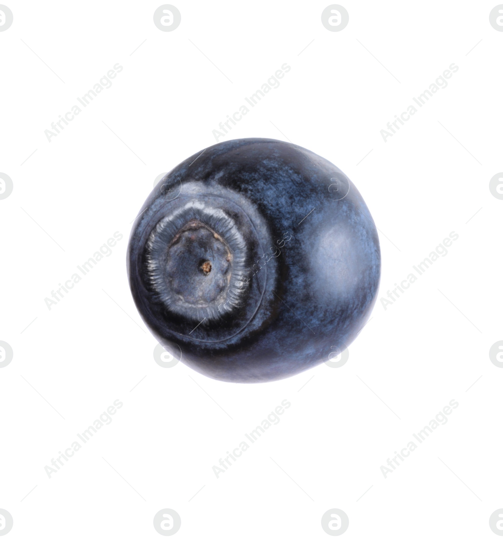 Photo of One ripe bilberry isolated on white. Seasonal berries