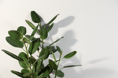 Green ficus near white wall, space for text. Beautiful houseplant