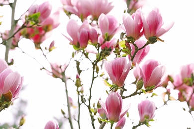 Photo of Beautiful magnolia blossoms on spring day