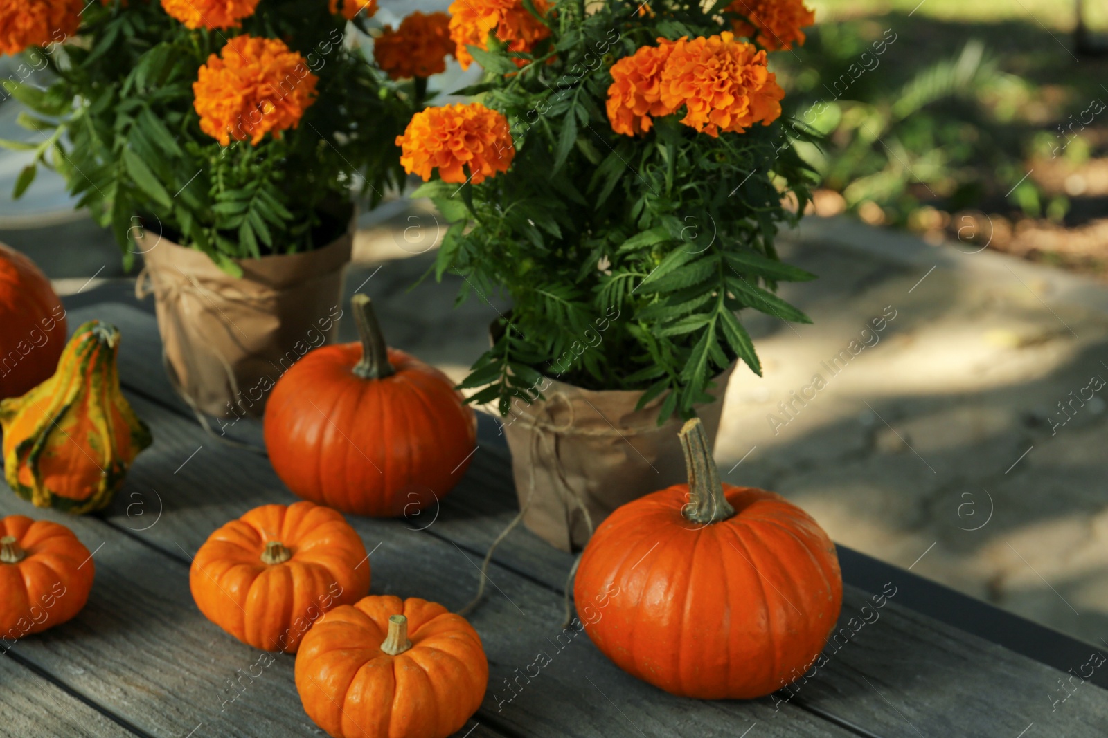 Photo of Many whole ripe pumpkins and potted marigold flowers on wooden table outdoors