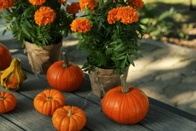 Many whole ripe pumpkins and potted marigold flowers on wooden table outdoors