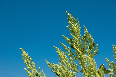 Photo of Blooming ragweed plant (Ambrosia genus) outdoors on sunny day. Seasonal allergy