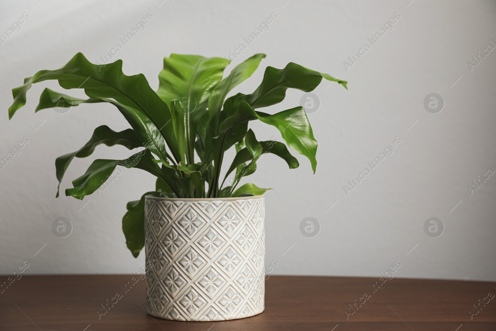 Photo of Beautiful fresh potted fern on wooden table. Space for text