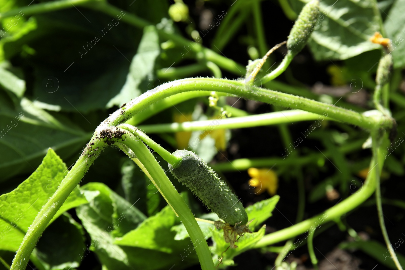 Photo of Green plant with unripe cucumber in garden on sunny day