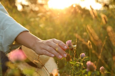 Woman walking through meadow and touching beautiful clover flowers at sunset, closeup. Space for text