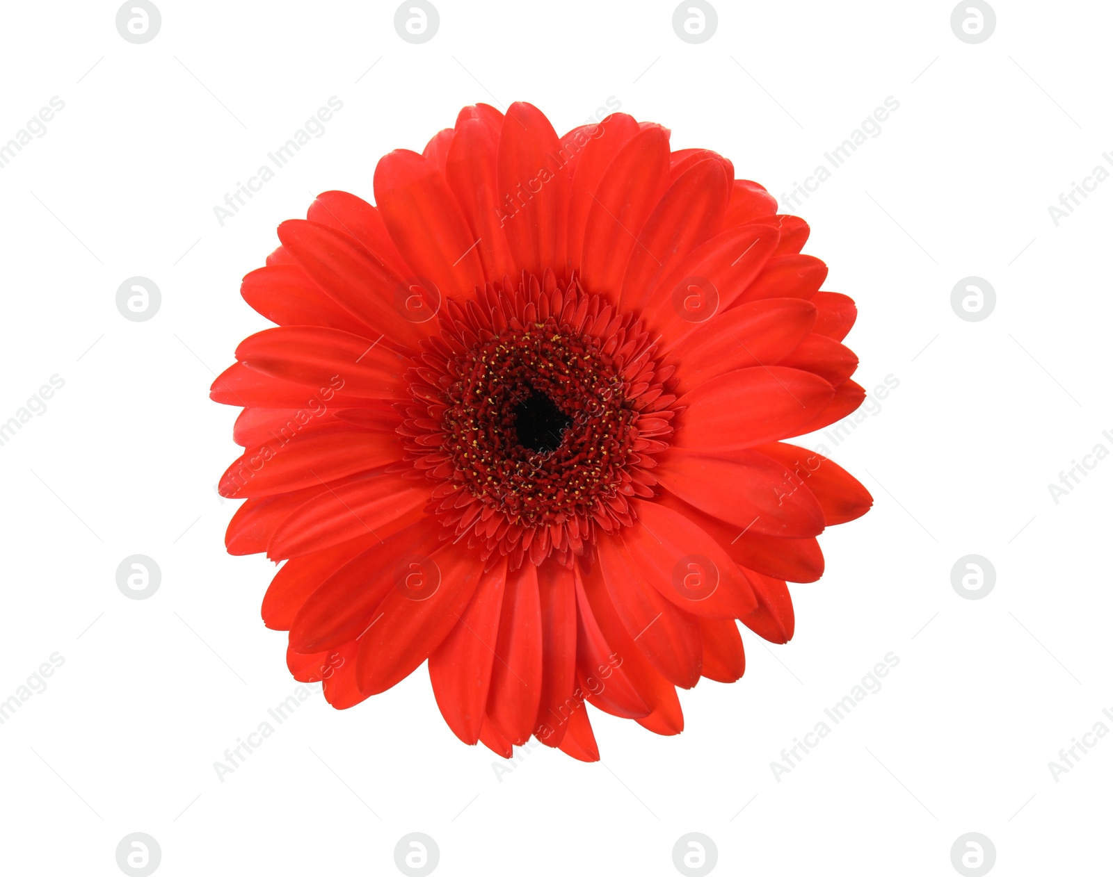 Photo of Beautiful bright gerbera flower on white background, top view