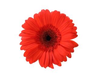 Photo of Beautiful bright gerbera flower on white background, top view