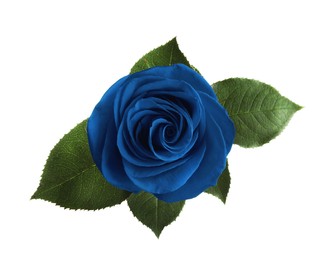 Beautiful blooming blue rose on white background