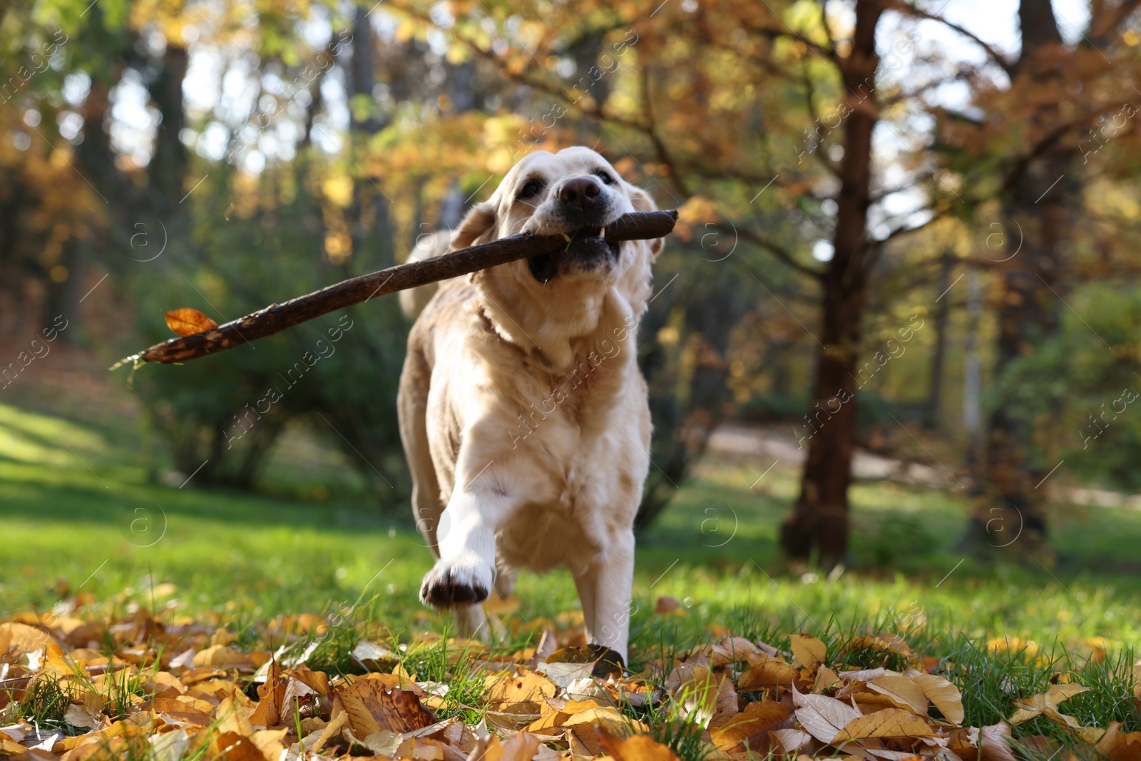 Photo of Cute Labrador Retriever dog fetching stick in sunny autumn park