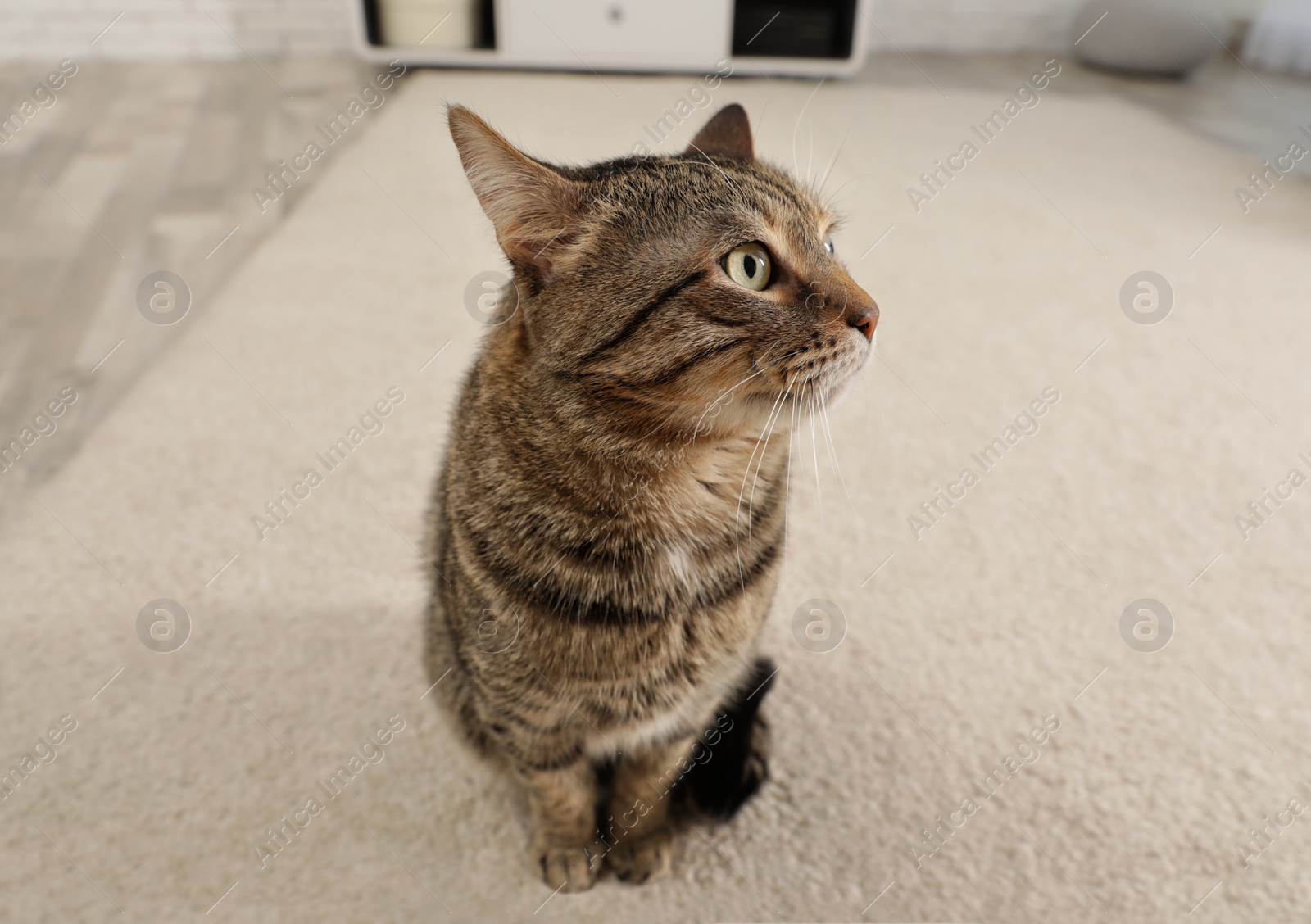 Photo of Cute tabby cat sitting on light carpet indoors