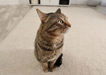 Photo of Cute tabby cat sitting on light carpet indoors