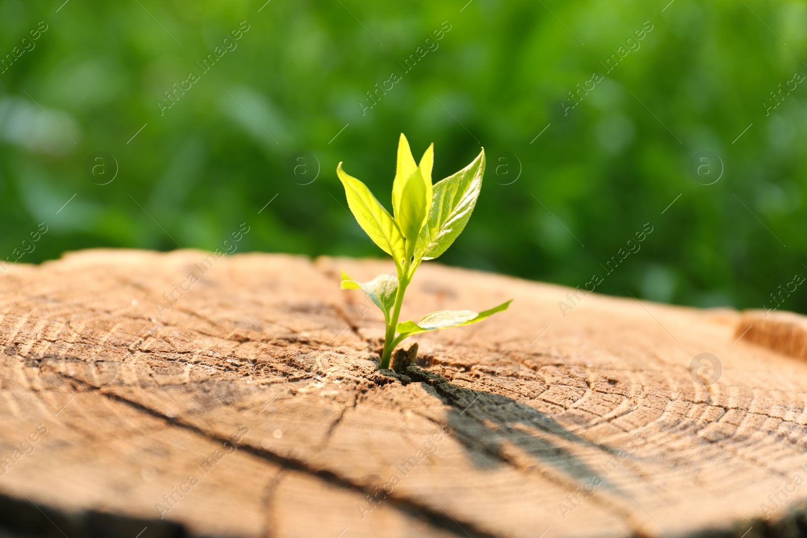 Photo of Young green seedling growing out of tree stump outdoors on sunny day, closeup. New life concept