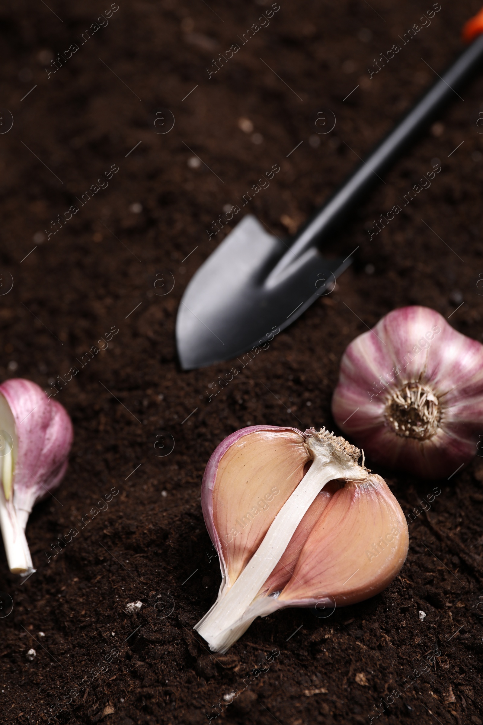 Photo of Vegetable gardening. Cloves of garlic and shovel on fertile soil, closeup