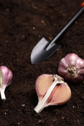 Photo of Vegetable gardening. Cloves of garlic and shovel on fertile soil, closeup