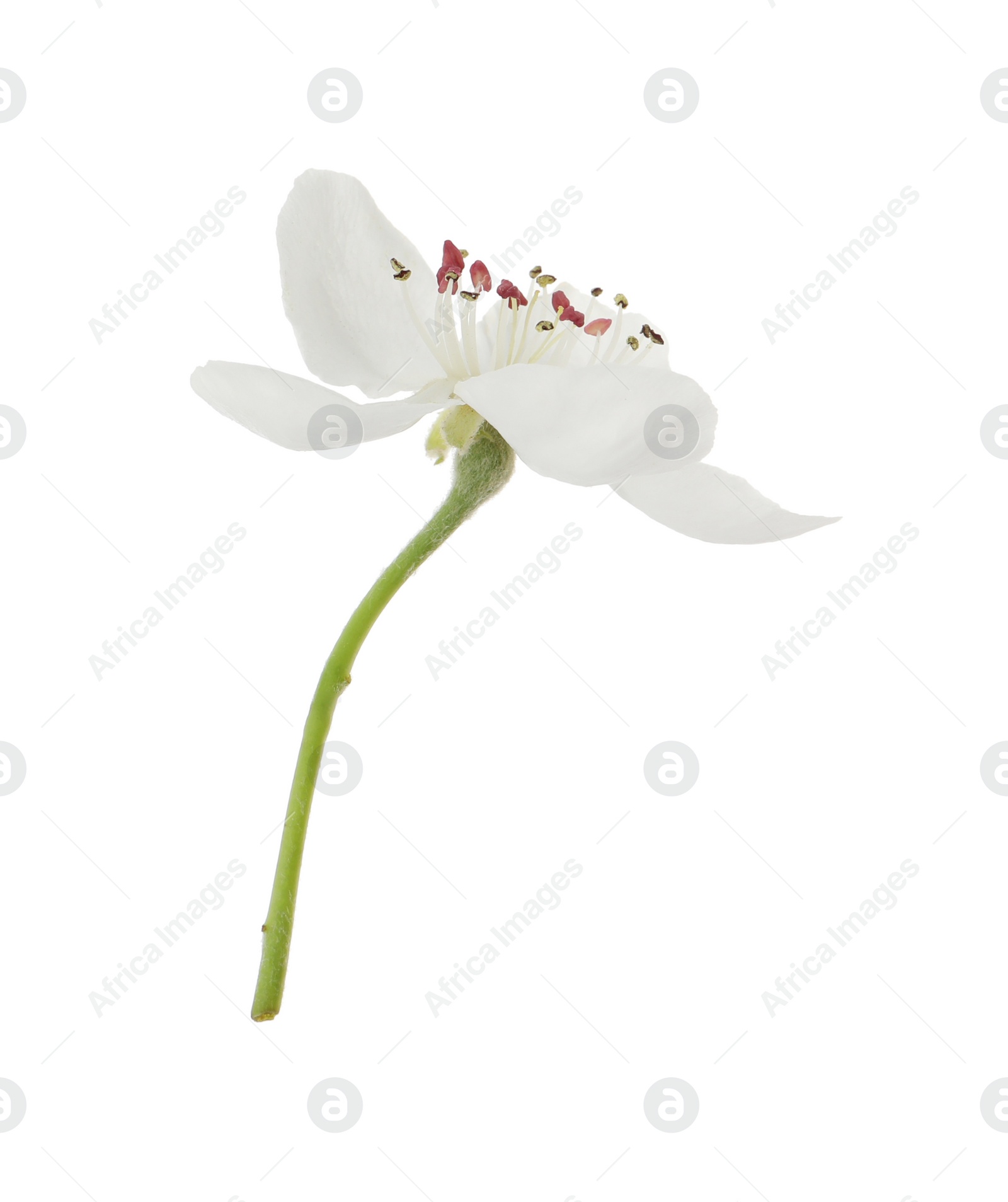 Photo of Beautiful flower of blossoming pear tree on white background