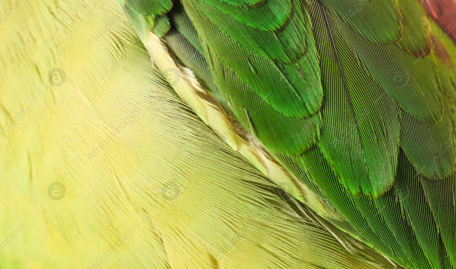 Photo of Beautiful Alexandrine parakeet on blurred background, closeup