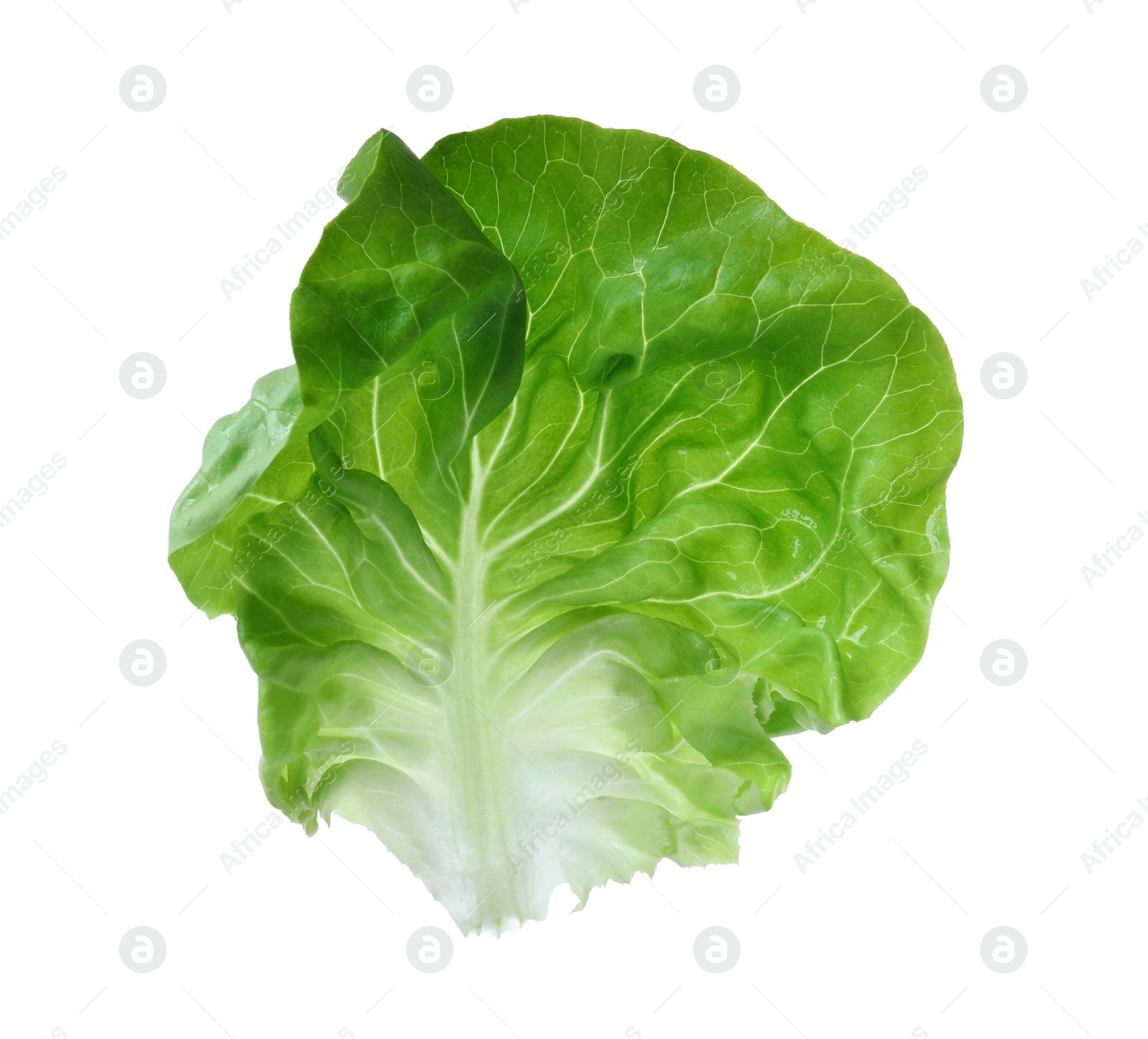 Photo of Fresh green butter lettuce leaf isolated on white