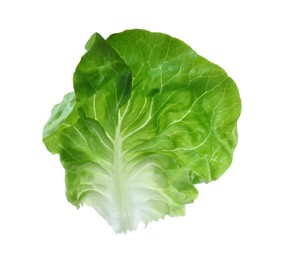 Fresh green butter lettuce leaf isolated on white