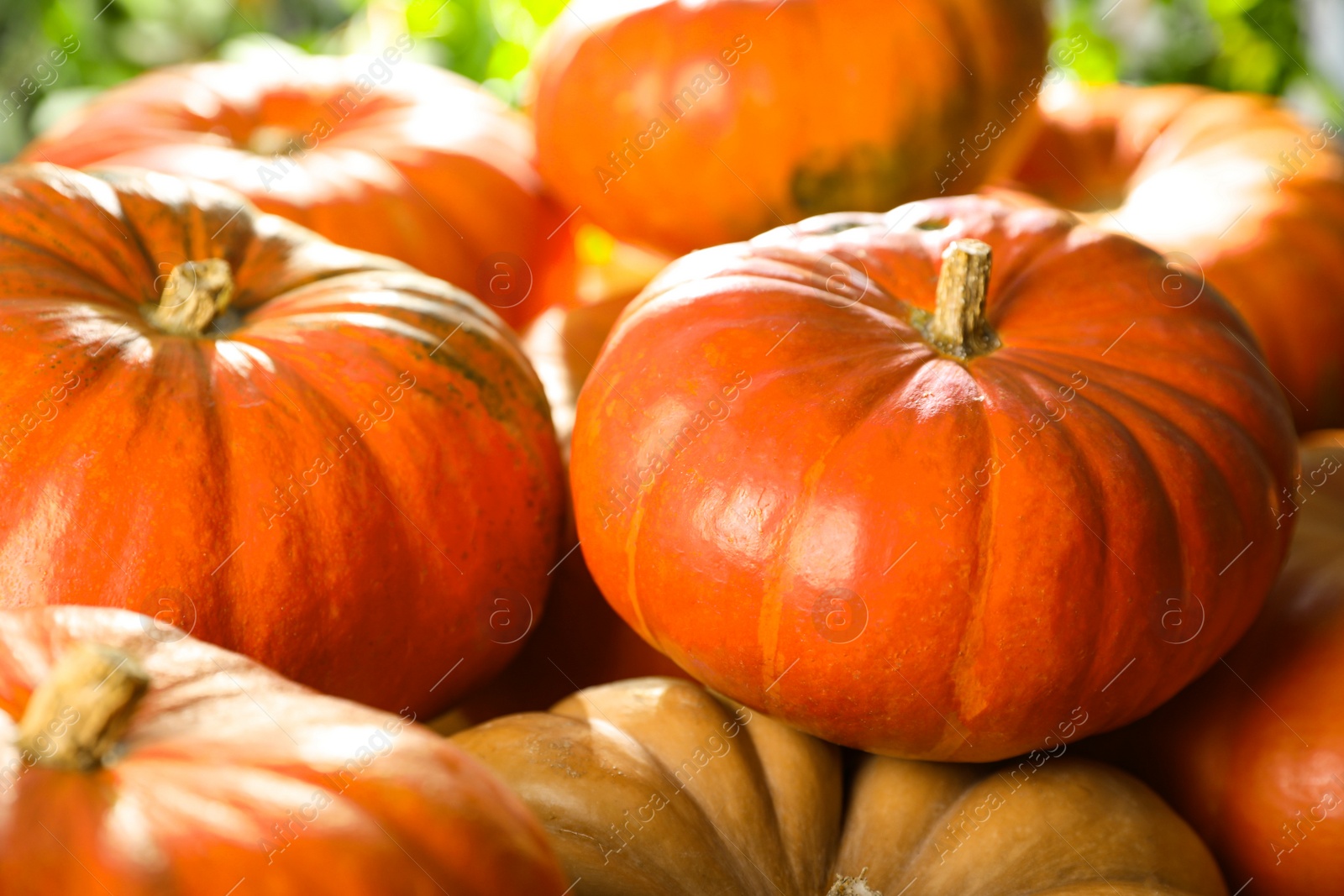 Photo of Many ripe orange pumpkins on blurred background, closeup