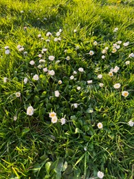 Photo of Beautiful white daisy flowers and green grass growing outdoors