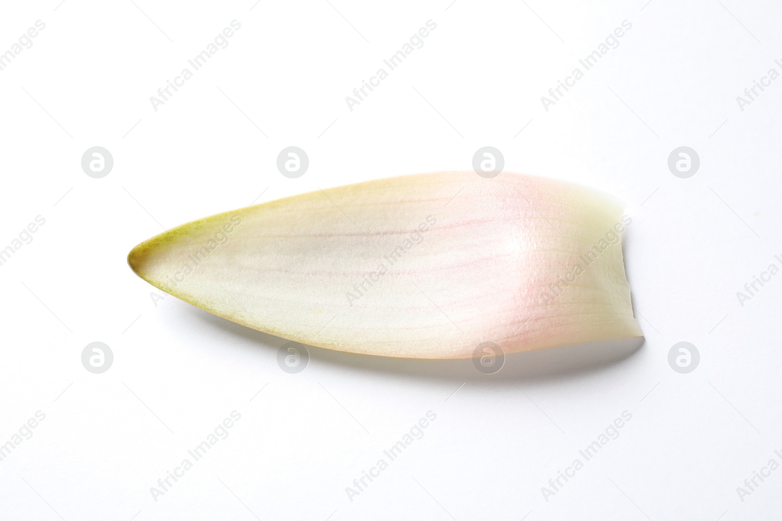 Photo of Beautiful lotus flower petal isolated on white