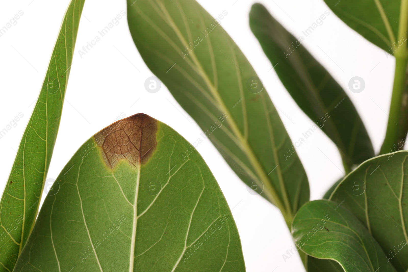 Photo of Houseplant with damaged leaves on white background, closeup