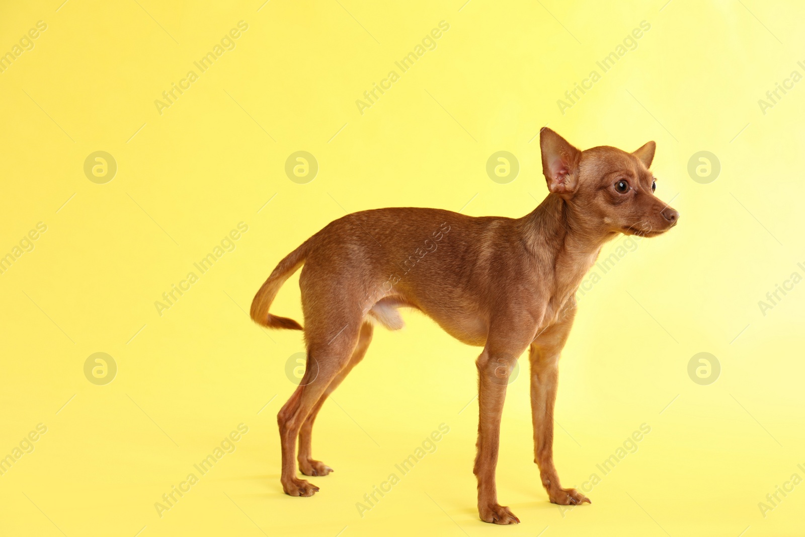 Photo of Cute toy terrier on color background. Domestic dog