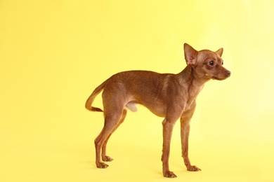 Cute toy terrier on color background. Domestic dog