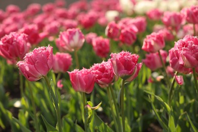 Photo of Beautiful colorful tulips growing in flower bed, closeup
