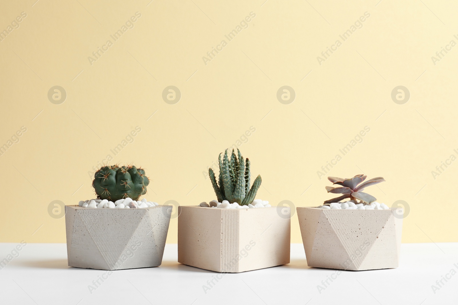 Photo of Beautiful succulent plants in stylish flowerpots on table against yellow background, space for text. Home decor