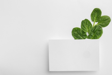 Photo of Blank card and fresh spinach leaves isolated on white, top view. Space for text